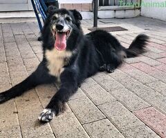CANE METICCIO - 4/4