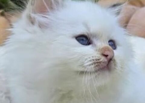 Cuccioli gatto Sacro di Birman