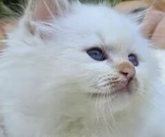 Cuccioli gatto Sacro di Birman