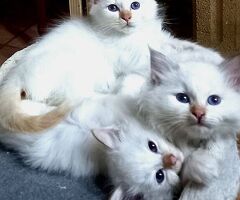 Cuccioli gatto Sacro di Birman - 2/4