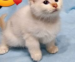 Cuccioli gatto Sacro di Birman - 3/4