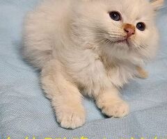Cuccioli gatto Sacro di Birman - 4/4