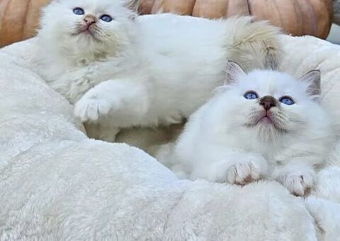 Gatto Sacro di Birmania