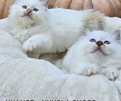 Gatto Sacro di Birmania - 1/4