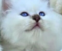 Gatto Sacro di Birmania - 2/4