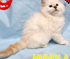 Gatto Sacro di Birmania - 3/4