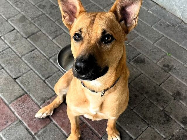 CANE METICCIO - 1/4