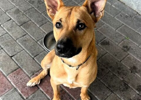 CANE METICCIO