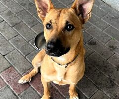  CANE METICCIO