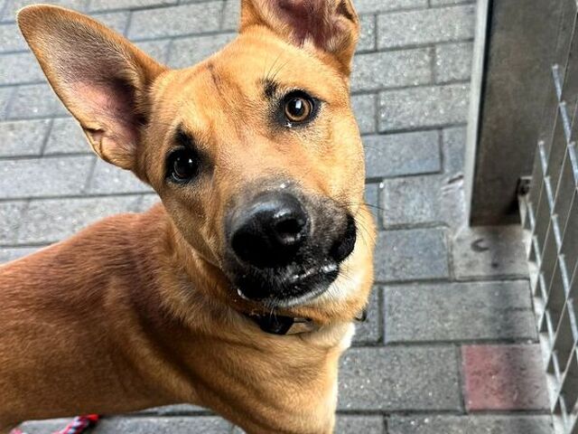 CANE METICCIO - 2/4