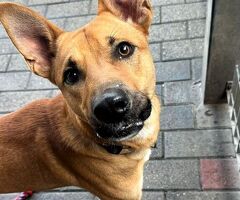 CANE METICCIO - 2/4