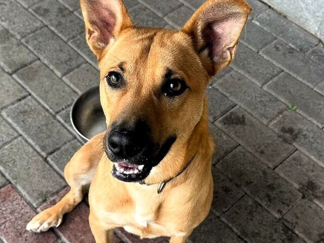 CANE METICCIO - 3/4