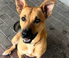 CANE METICCIO - 3/4