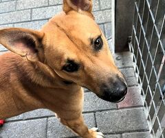 CANE METICCIO - 4/4
