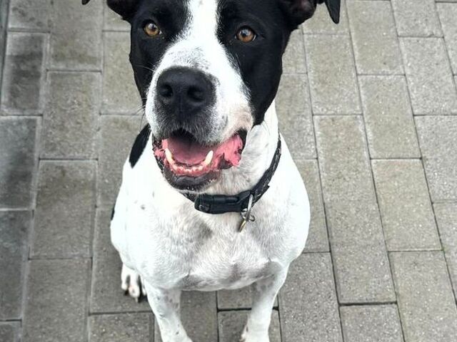 CANE METICCIO - 1/4