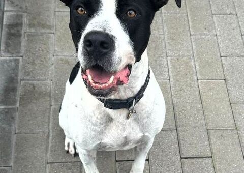  CANE METICCIO