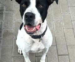  CANE METICCIO