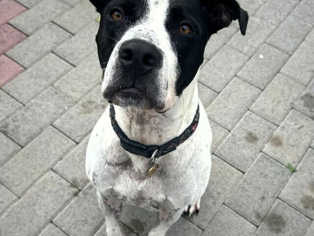 CANE METICCIO - 2/4