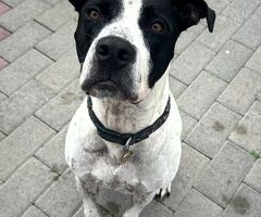 CANE METICCIO - 2/4