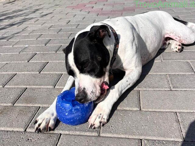CANE METICCIO - 3/4