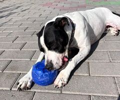 CANE METICCIO - 3/4