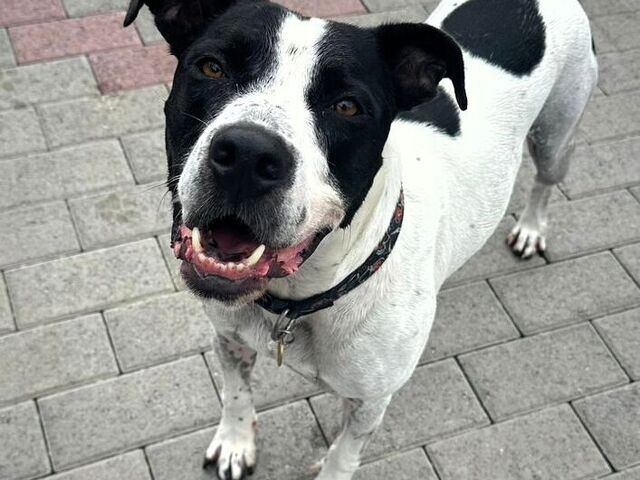 CANE METICCIO - 4/4