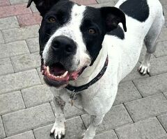 CANE METICCIO - 4/4
