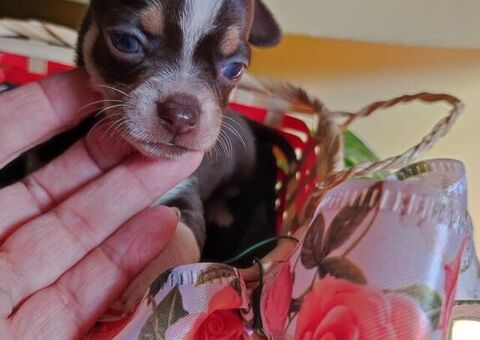 Chihuahua toy maschietto