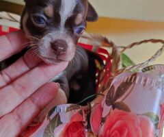Chihuahua toy maschietto