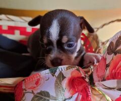 Chihuahua toy maschietto - 2/2