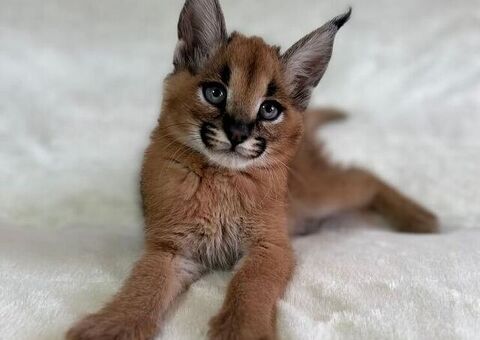 Gattini serval e caracal