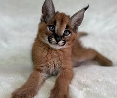 Gattini serval e caracal