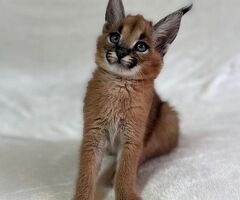 Gattini serval e caracal - 2/4