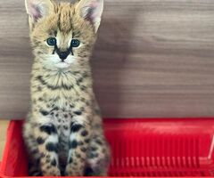 Gattini serval e caracal - 3/4
