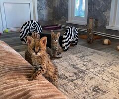 Gattini serval e caracal - 4/4
