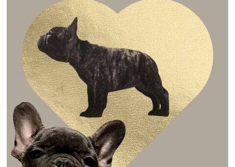 Cuccioli di bulldog francesi
