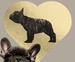 Cuccioli di bulldog francesi
