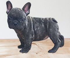 Cuccioli di bulldog francesi - 2/4