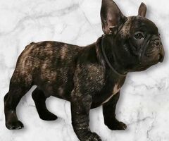 Cuccioli di bulldog francesi - 4/4