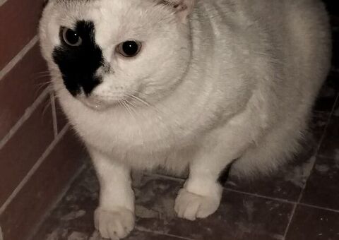 Regalo gatto