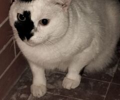Regalo gatto