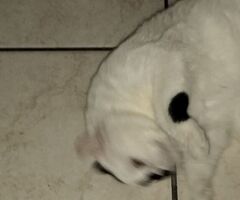 Regalo gatto - 2/4