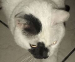 Regalo gatto - 3/4