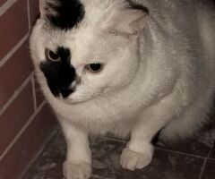 Regalo gatto - 4/4