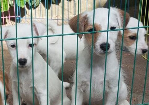 Parson Jack Russell