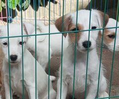Parson Jack Russell
