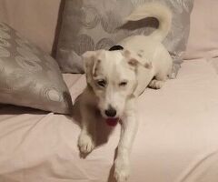 Parson Jack Russell - 2/3