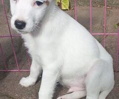 Parson Jack Russell - 3/3