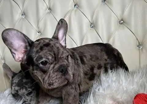 Bouledogue francese cuccioli