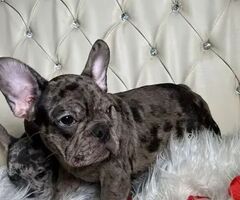 Bouledogue francese cuccioli